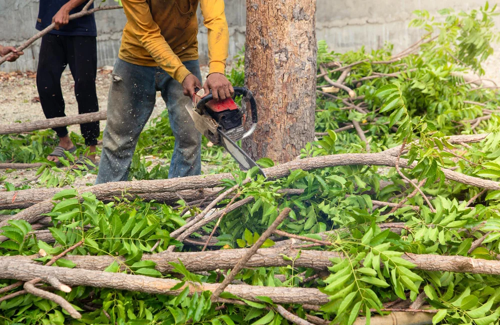 Top Reasons to Remove Trees Before Storm Season for Safety