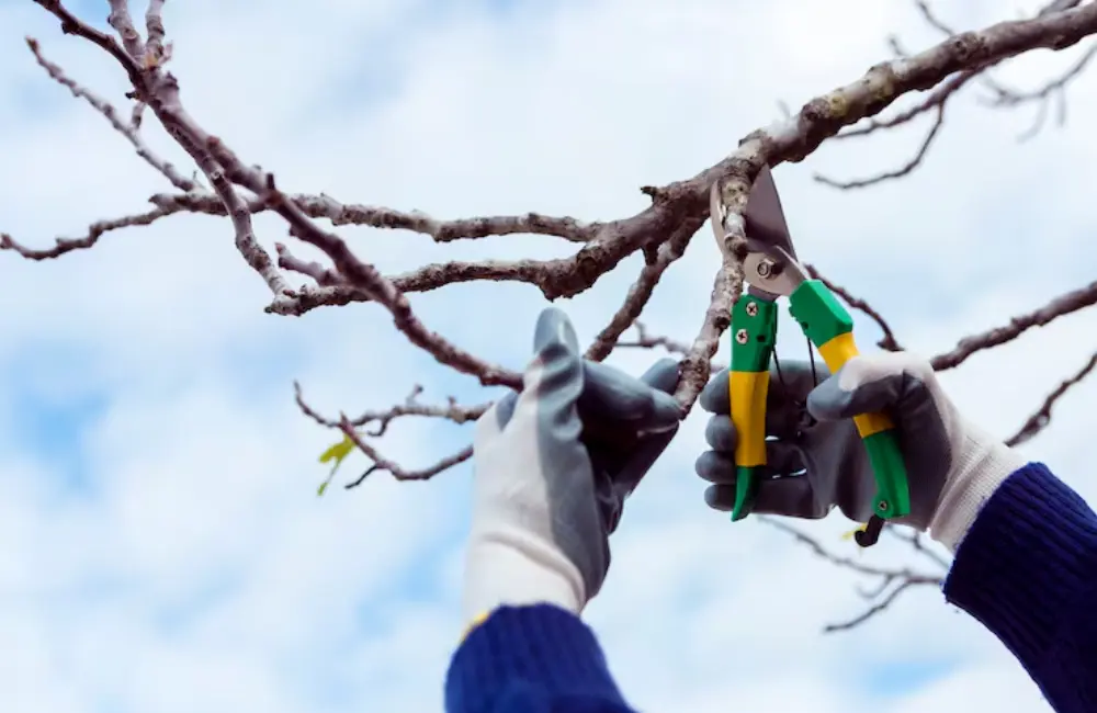 Difference Between Tree Trimming and Pruning (Most Don’t Know!)