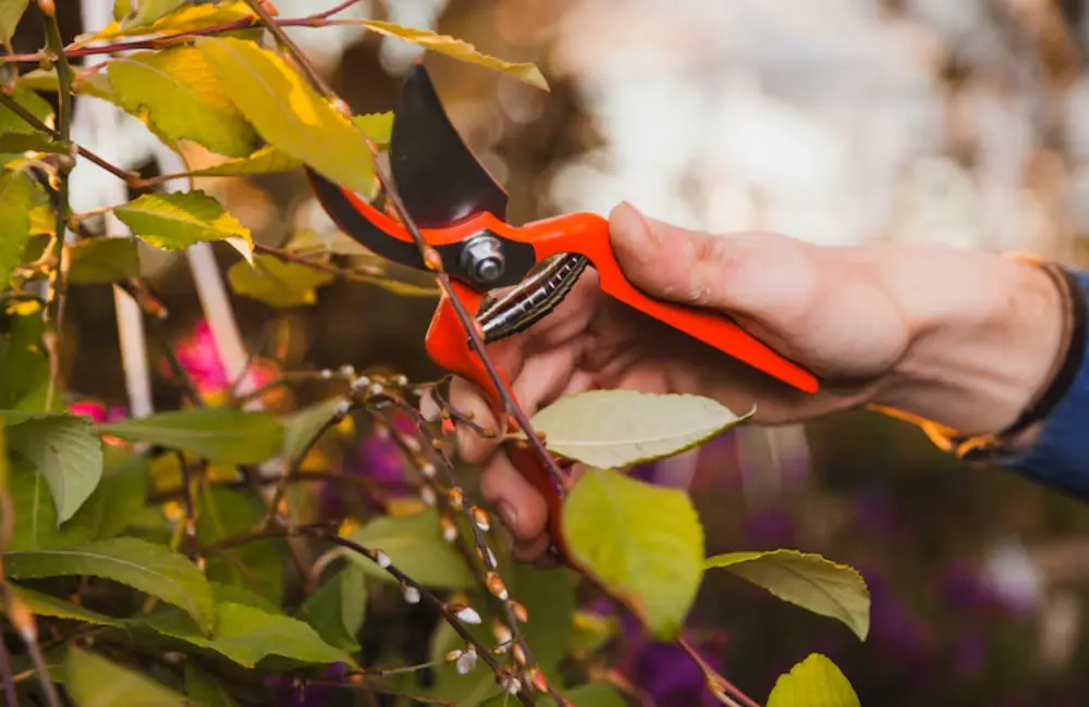 How Proper Tree Maintenance Protects Your Property Year-Round